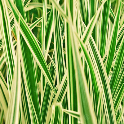 Gardeners Dream Carex MaxigoldVariegated FoliageEvergreenHardy (20-30Cm Height Including Pot) from B&Q