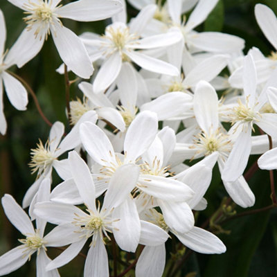 Gardeners Dream Clematis 'armandii' Evergreen Scented Climber Plant Garden Outdoor Shrub In Pot9Cm Pot (20-30Cm Height Incl. Pot) from B&Q