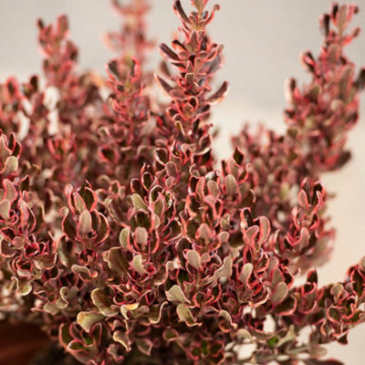 Gardeners Dream Coprosma Pacific DawnOutdoor Flowering ShrubIdeal For Uk GardensCompact Size (15-30Cm Height Including Pot) from B&Q