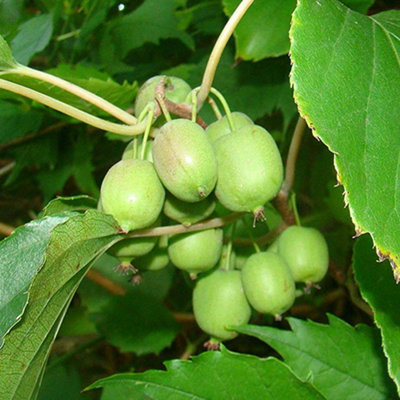 Gardeners Dream Kiwi Actinidia IssaiOutdoor Fruit PlantIdeal For Uk GardensCompact Size (20-30Cm Height Including Pot) from B&Q