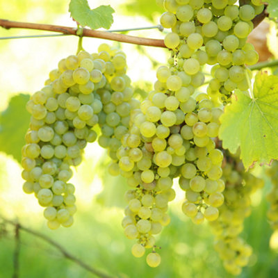 Gardeners Dream Grape Vitis Vroege Van Der LaanOutdoor Fruit PlantIdeal For Uk GardensCompact Size (20-30Cm Height Including Pot) from B&Q