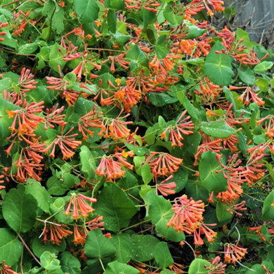 Gardeners Dream Lonicera 'dropmore Scarlet' Honeysuckle Hardy Garden Ready Climber Shrub In Pot9Cm Pot (20-30Cm Height Incl. Pot) from B&Q