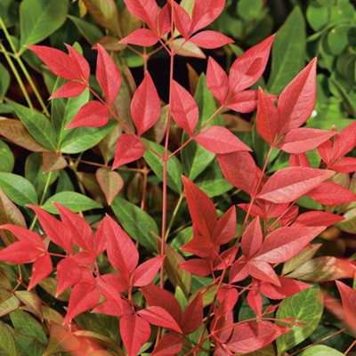 Gardeners Dream Nandina 'obsessed' Heavenly Bamboo Hardy Evergreen Garden Shrub Plant In Pot9Cm Pot (20-30Cm) from B&Q