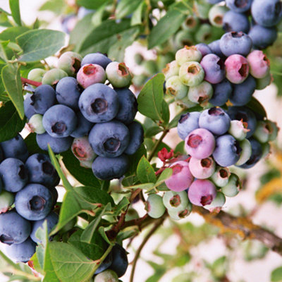 B&Q -  Vaccinium DarrowHardy Fruit ShrubBlueberry FruitsLow Maintenance (20-30Cm Height Including Pot)