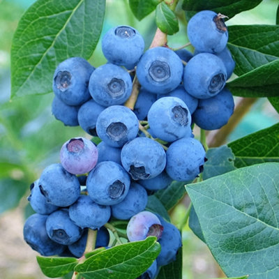 B&Q -  Vaccinium Denise BlueHardy Fruit ShrubBlueberry FruitsLow Maintenance (20-30Cm Height Including Pot)