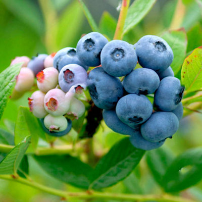 B&Q -  Vaccinium NelsonHardy Fruit ShrubBlueberry FruitsLow Maintenance (20-30Cm Height Including Pot)