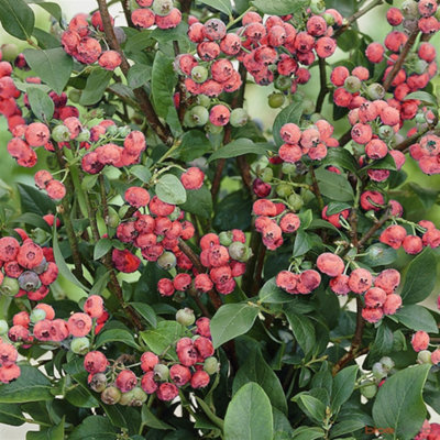 B&Q -  Vaccinium Pink LemonadeHardy Fruit ShrubBlueberry FruitsLow Maintenance (20-30Cm Height Including Pot)
