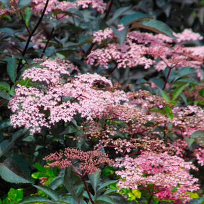Gardeners Dream Sambucus Blue Sheen Garden PlantBlue-Green FoliagePink FlowersHardy (15-30Cm Height Including Pot) from B&Q