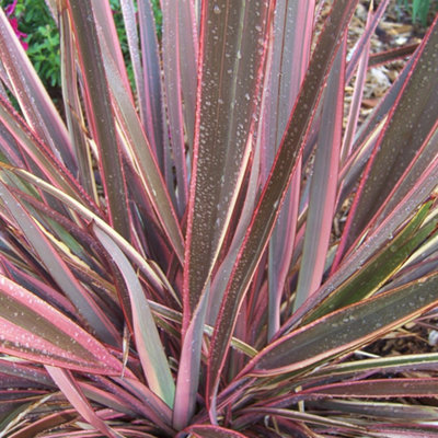 Gardeners Dream Phormium Sundowner Garden PlantColorful Striped FoliageCompact SizeHardy (15-30Cm Height Including Pot) from B&Q