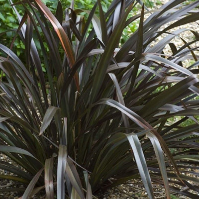 Gardeners Dream Phormium Platts Black Garden PlantStriking Dark FoliageCompact SizeHardy (15-30Cm Height Including Pot) from B&Q