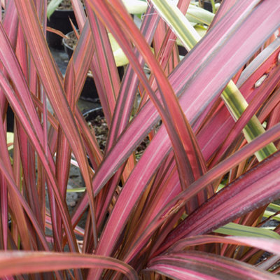 Gardeners Dream Phormium Evening Glow Garden PlantVibrant Red And Pink FoliageCompact SizeHardy (15-30Cm Height Including Pot) from B&Q