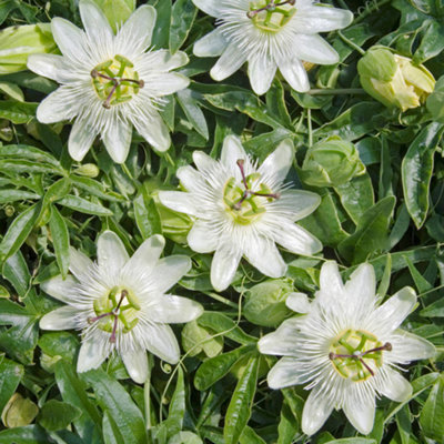 Gardeners Dream Passiflora Caerulea 'constance Elliot' Semi-Evergreen Hardy Shrub Plant In Pot9Cm Pot (20-30Cm Height Incl. Pot) from B&Q