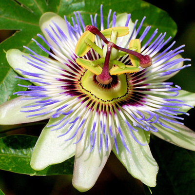 Gardeners Dream Passiflora Caerulea Garden PlantExotic BloomsCompact Size (20-30Cm Height Including Pot) from B&Q