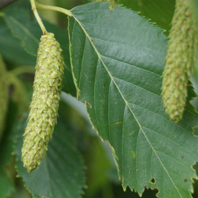 Gardeners Dream Betula Fascination TreeGraceful FormOrnamental BarkHardy (5-6Ft) from B&Q