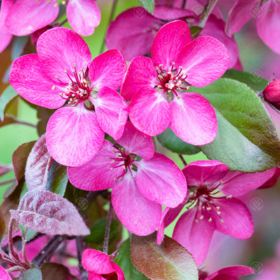 B&Q -  Malus Toringo Scarlett TreeCrab Apple Ornamental TreeDeep Pink FlowersHardyLow Maintenance (5-6Ft)