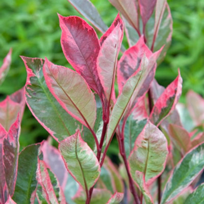 Gardeners Dream Photinia Louise TreeVariegated FoliageEvergreenWhite FlowersLow Maintenance (5-6Ft) from B&Q