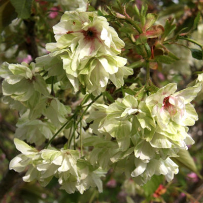 Gardeners Dream Prunus Royal Flame Tree - Stunning Flowers And Autumn Foliage, Hardy (5-6Ft)