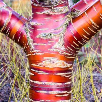 Gardeners Dream Prunus Serrula Tree - Striking Bark, Hardy, Low Maintenance (5-6Ft) Red