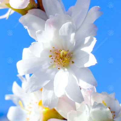 Gardeners Dream Prunus Autumnalis TreeWhite-Light Pink FlowersColourful Autumn FoliageOrnamental (5-6Ft) from B&Q
