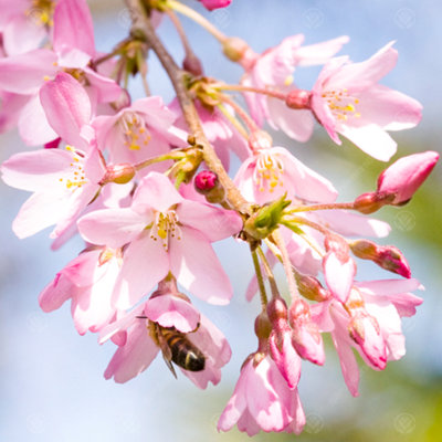 Gardeners Dream Prunus Pendula Rubra TreeWeeping CherryOrnamentalHardy (5-6Ft) from B&Q