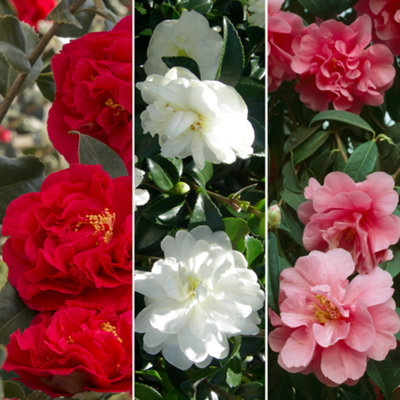  - Gardeners Dream Camellia Mix (9CmPack Of 3)