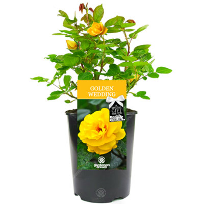 Gardeners Dream Golden Wedding 50Th Anniversary Yellow RoseOutdoor PlantIdeal For GardensCompact Size from B&Q