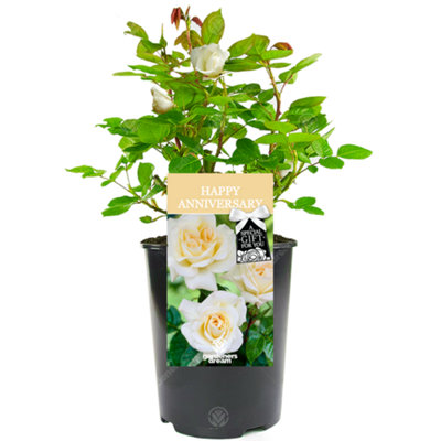 Gardeners Dream Happy Anniversary Rose - Outdoor Plant, Ideal For Gardens, Compact Size Cream