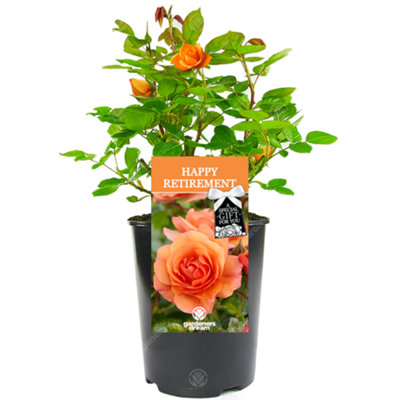 Gardeners Dream Happy Retirement Orange Rose – Outdoor Plant, Ideal For Gardens, Compact Size