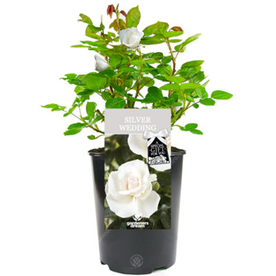 Gardeners Dream Silver Wedding 25Th Anniversary White RoseOutdoor PlantIdeal For GardensCompact Size from B&Q