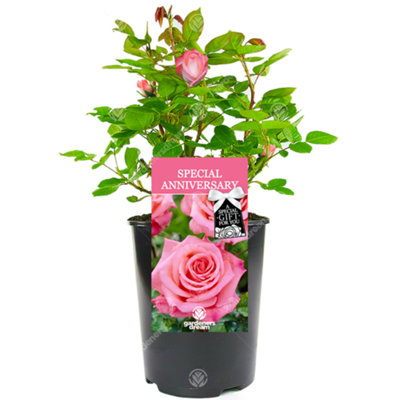 Gardeners Dream Pink Special Anniversary Rose - Outdoor Plant, Ideal For Gardens, Compact Small