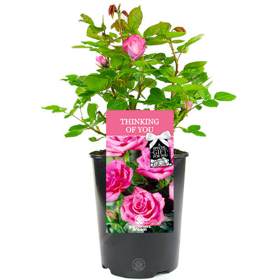 Gardeners Dream Thinking Of You Pink RoseOutdoor PlantIdeal For GardensCompact Size from B&Q