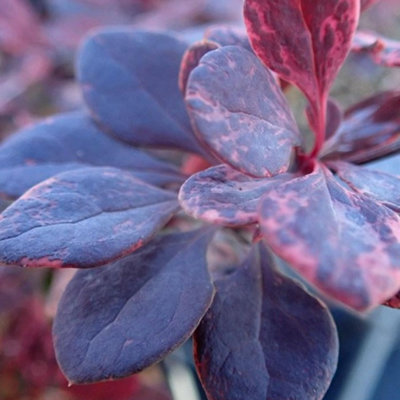 Gardeners Dream Berberis FlamingoBarberryHardy ShrubLow Maintenance (20-30Cm Height Including Pot) from B&Q