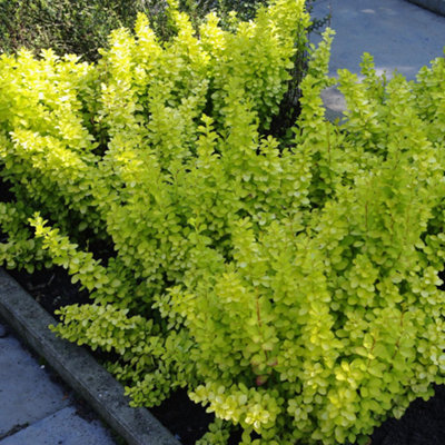Gardeners Dream Berberis Golden HorizonOutdoor Flowering ShrubIdeal For Uk GardensCompact Size (15-30Cm Height Including Pot) from B&Q