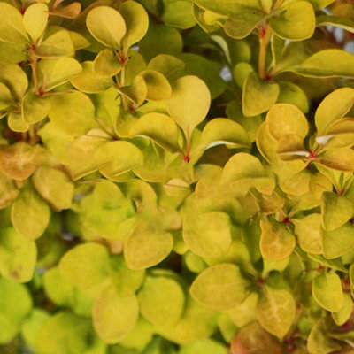 Gardeners Dream Berberis Summer SunsetVibrant FoliageBarberryLow Maintenance (20-30Cm Height Including Pot) from B&Q