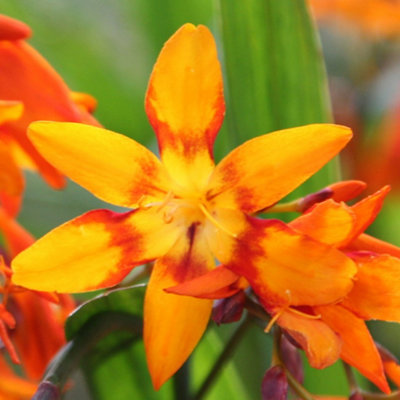Gardeners Dream Crocosmia Emily MckenzieVibrant Orange FlowersLow MaintenanceHardy (20-30Cm Height Including Pot) from B&Q