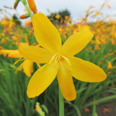 Gardeners Dream Crocosmia George DavidsonStunning Yellow FlowersMontbretiaLow Maintenance (20-30Cm Height Including Pot) from B&Q
