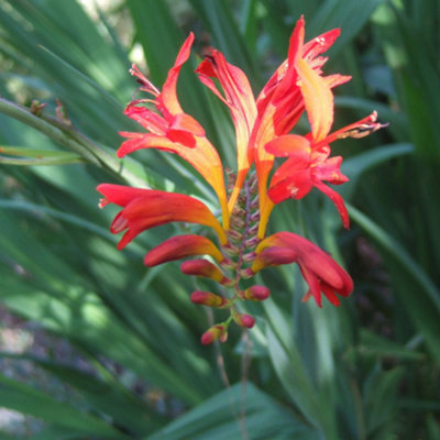 Gardeners Dream Crocosmia LuciferBright Red Fiery FlowersLow MaintenanceHardy (20-30Cm Height Including Pot) from B&Q