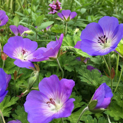 Gardeners Dream Geranium RozannePurple FlowersPerennial PlantHardyEasy Care (20-30Cm Height Including Pot) from B&Q