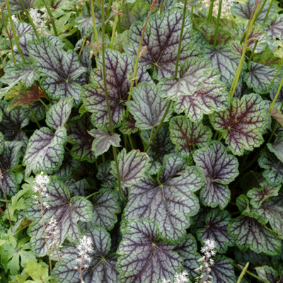 Gardeners Dream Green/Burgundy Heuchera Spice Garden Plant - Unique Foliage, Veins, Compact (20-30Cm Height Including Pot) Small