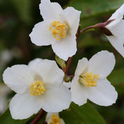B&Q -  Philadelphus Starbright Garden PlantFragrant White BloomsCompact Size (20-30Cm Height Including Pot)