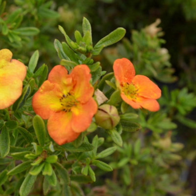 Gardeners Dream Potentilla Bella Sol Garden PlantYellow FlowersCompact SizeHardy (15-30Cm Height Including Pot) from B&Q