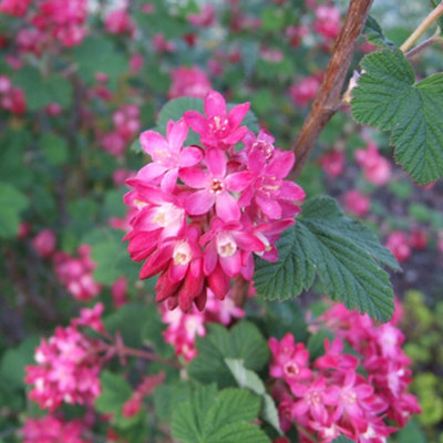 Gardeners Dream Ribes Pulborough Scarlet Garden PlantDeep Pink BloomsCompact SizeHardy (15-30Cm Height Including Pot) from B&Q