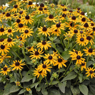 Gardeners Dream Rudbeckia Little Goldstar Garden PlantBright Yellow BloomsCompact GrowthMedium Size (20-30Cm Height Including Pot) from B&Q