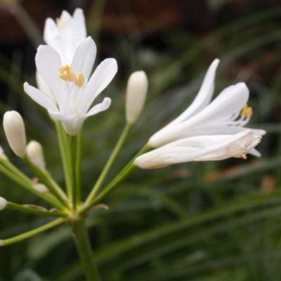 Gardeners Dream Agapanthus Mi CasaLarge White FlowersPerennialCompact (10-20Cm Height Including Pot) from B&Q