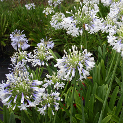 B&Q -  Agapanthus Queen MumAfrican LilyWhite FlowersUprightHardy (10-20Cm Height Including Pot)