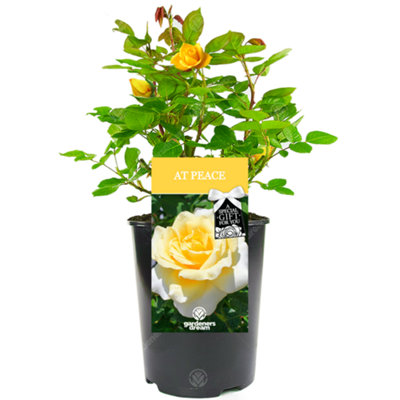 Gardeners Dream At Peace Rose - At Peace Rose Bush - Image 3