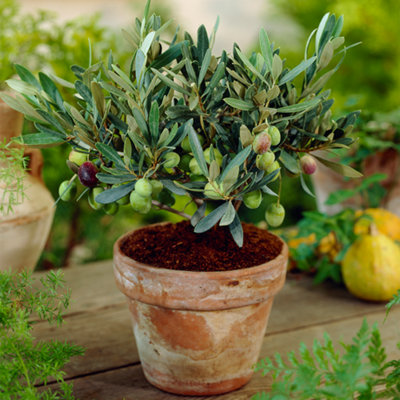Gardeners Dream Olea Europaea Olive TreeOutdoor Fruit PlantGrow Healthy Fruits All Year RoundCompact Size (20-30Cm Height Including Pot) from B&Q