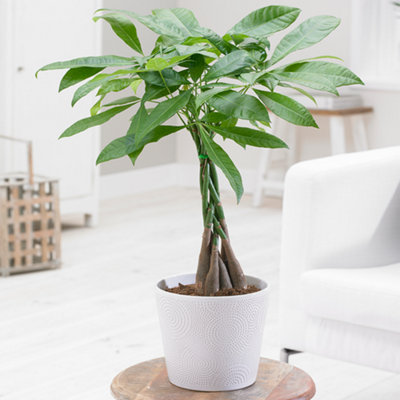B&Q -  Pachira Aquatica Lucky Money TreeSymbol Of Good LuckHouseplant With Braided Trunk (25-35Cm Height Including Pot)