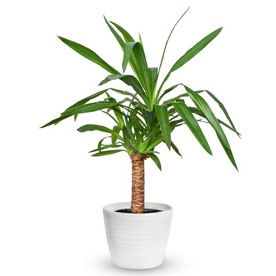 Gardeners Dream Yucca Elephantipes PlantHardyIndoor Air PurifierLow Water (40-50Cm Incl. Pot) from B&Q