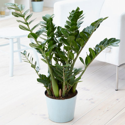 B&Q -  Zamioculcas ZamiifoliaEvergreen Air Purifier For Uk HomesFern Arum Houseplant In 13Cm Pot (30-40Cm Height Including Pot)